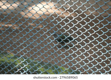 Small bird seen through a protective metal grid fence with a small bird stands behind metal mesh