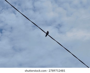 A small bird sits on a thin wire, silhouetted against a backdrop of soft, grey clouds.