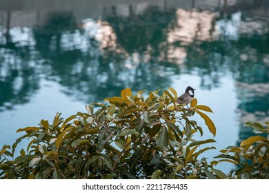 A Small Bird Sits On A Tree In A Urban Park.