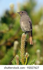 small bird sitting on pine tree top