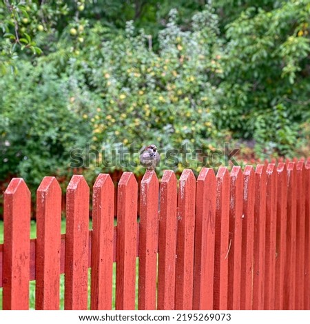 small bird sitting on red wooden fence