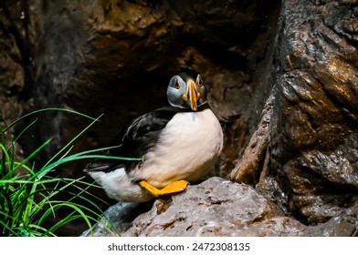 A small bird is sitting on a rock. The bird is black and white. The rock is grey and has a rough texture - Powered by Shutterstock