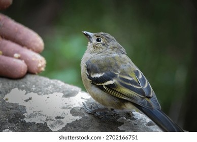A small bird with soft brown and olive feathers is perched calmly on a rock, looking toward a person's outstretched hand offering food. The scene feels peaceful and intimate, capturing a gentle moment