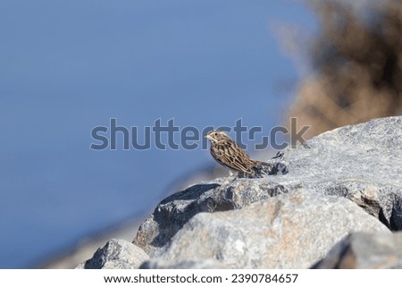 Small Bird Sparrow Wren on Grey Rock with Blue Water Ocean in Background Sunny Day Looking Perched Brown Bird