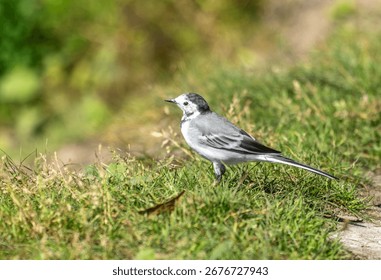 A small bird is standing on a patch of grass. The bird is grey and white in color