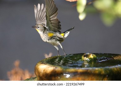 Small Bird Taking Off In Flight At Water Fountain