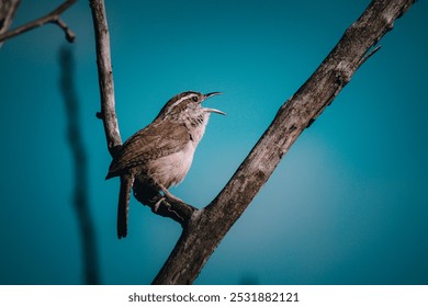 Small bird in tree calling out 