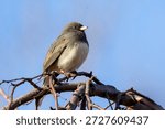 small bird in a tree with a clean background