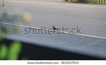 Small bird walking across an empty road with shallow depth of field, capturing urban wildlife and peaceful outdoor atmosphere.
