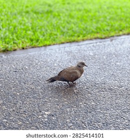 A small bird is walking on the ground.