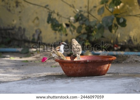 Small birds drinking water from mud pot gray and white color birds