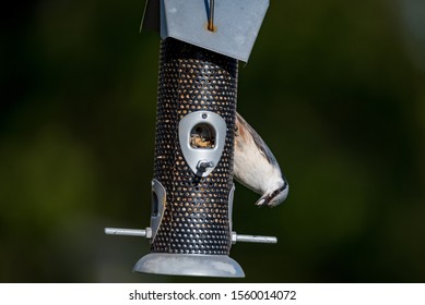 Eating In The Feeders The Birds Images Stock Photos Vectors