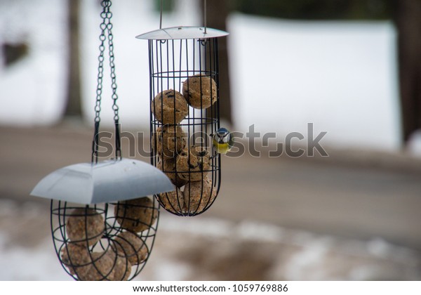 Small Birds Eating Seeds Hanging Bird Stock Photo Edit Now