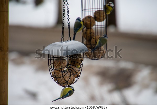 Small Birds Eating Seeds Hanging Bird Stock Image Download Now