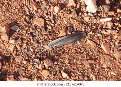 A Small Bird's Feather On The Ground At Cossack, Western Australia.