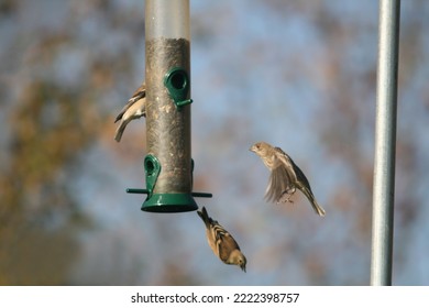 Small Birds At Feeder Eating Seeds