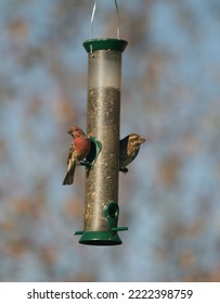 Small Birds At Feeder Eating Seeds