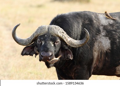 The small birds flying near a big muddy black buffalo captured in the African jungles