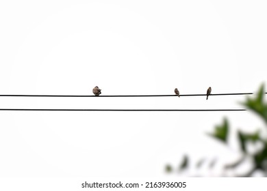 Small Birds are on the electric power wire.silhouette Birds perched on wires isolated on white background.