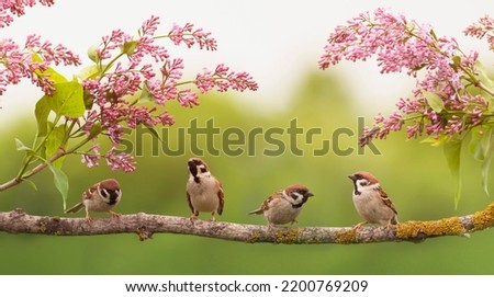small birds sparrows sitting on a lilac branch in a sunny spring garden
