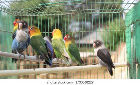 small birds that have colorful feathers namely Lovebird / agaponist 