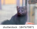 Small black animal European mink in a cage, behind bars.