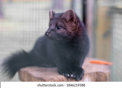 Small Black Animal European Mink In A Cage, Behind Bars.