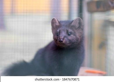 Small Black Animal European Mink In A Cage, Behind Bars.