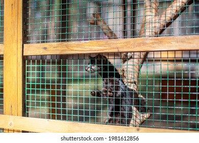 Small Black Animal European Mink In A Cage, Behind Bars.