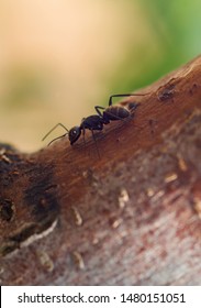 Small black ant close-up crawling on a tree