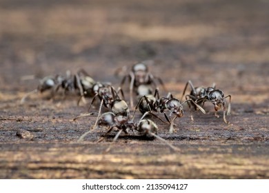 Small Black Ant Colony On The Rotten Wood