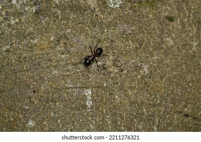 A Small Black Ant Is Crawling On A Tree Trunk.