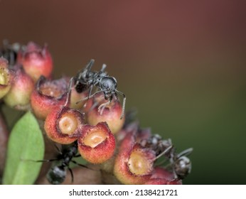 Small Black Ant On The Flower That Becomes Fruit