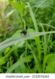 Small Black Ant On Green Leaf