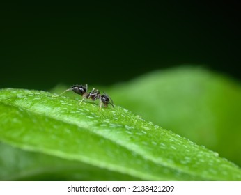 Small Black Ant On The Leaf