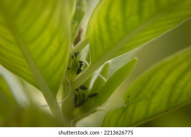 Small Black Ant On Leaf,good For Wallpaper Background