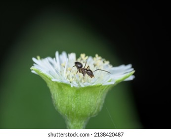 Small Black Ant On The Wild Flower