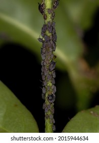 Small Black Aphids Of The Family Aphididae