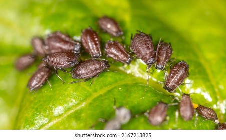 6,440 Black Aphids Images, Stock Photos & Vectors | Shutterstock