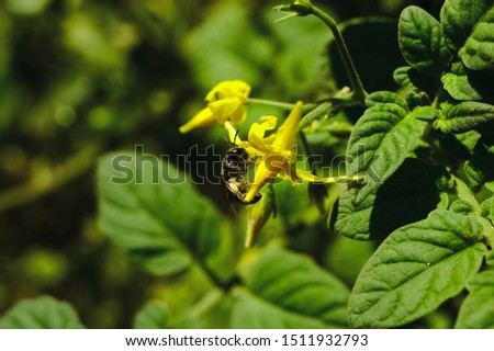 Small black Australian native bee foraging on a yellow flower of a cherry tomato vine, macro closeup