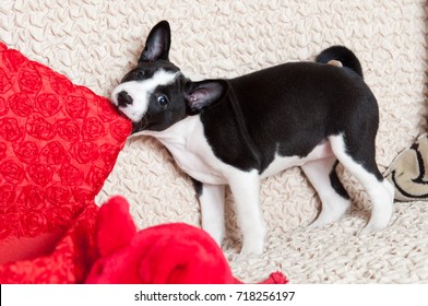 small black Basenji dog puppy bites pillow