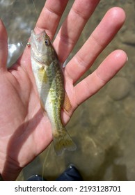 Small Black Bass Fish With Very Nice Green Colors.