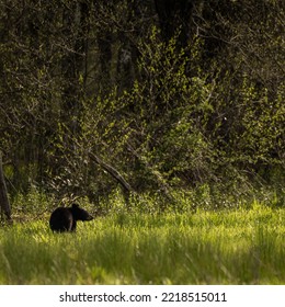 Small Black Bear Looks Across Grassy Field In Great Smoky Mountains National Park