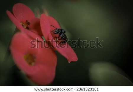 a small black bee is on a red flower, in the style of leica r3, tonalist, zeiss batis 18mm f2.8, uhd image, eugene delacroix, surrealistic poses