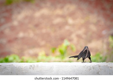 Small black bird with caught worm in its beak, perched on concrete wall outdoors.
