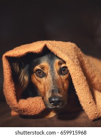 Small Black And Brown Dog Hiding Under Orange Blanket On Couch Looking Scared Worried Alert Frightened Afraid Wide-eyed Uncertain Anxious Uneasy Distressed Nervous Tense