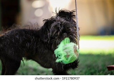 Griffon Belge Bilder Stockfotos Und Vektorgrafiken Shutterstock