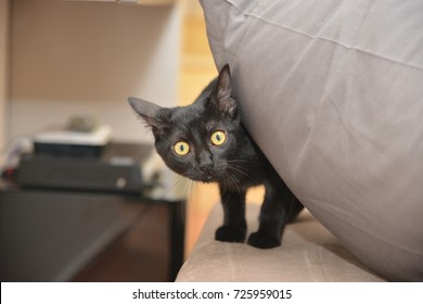 Small Black Cat