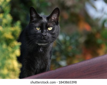 Small Black Cat Hunting Birds In Urban Garden. UK.