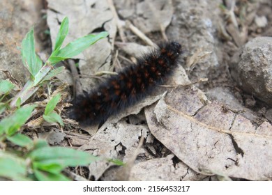 Nymphalidae Caterpillars Images Stock Photos Vectors Shutterstock